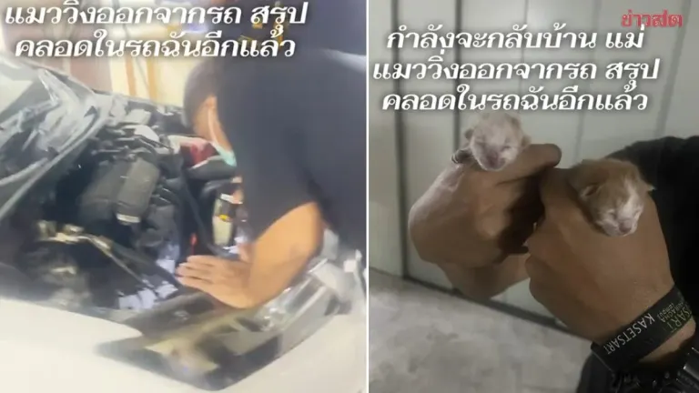 Woman Heading Home When Mother Cat Suddenly Bolts From Car—Security Guards Help Search and Discover 2 Newborn Kittens Born Inside