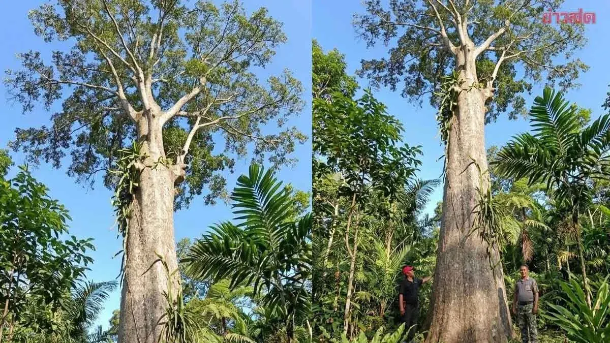 Ancient Sacred Fig Tree Discovery Stuns Chumphon Conservancy