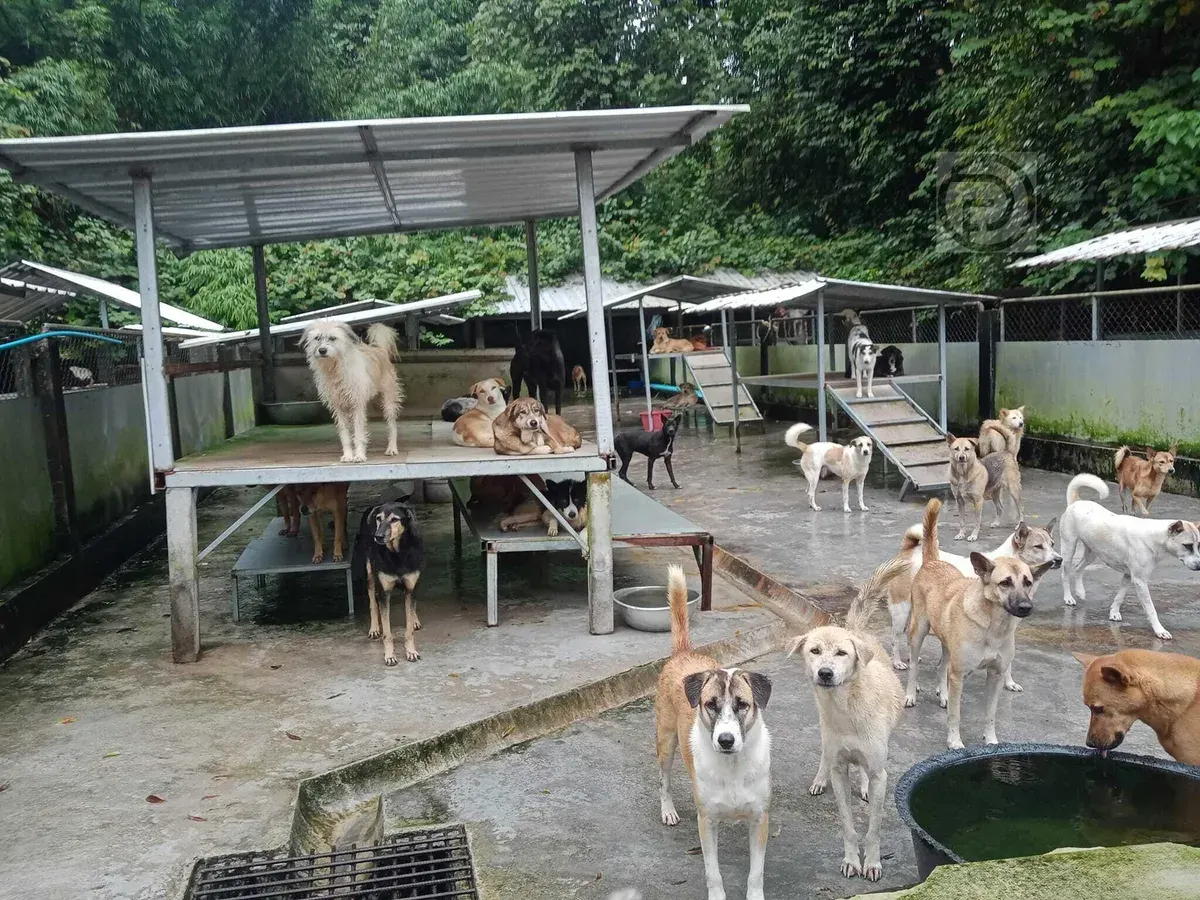 Phuket to Advance Stray Dog Shelter to Create Rabies-Free Zones