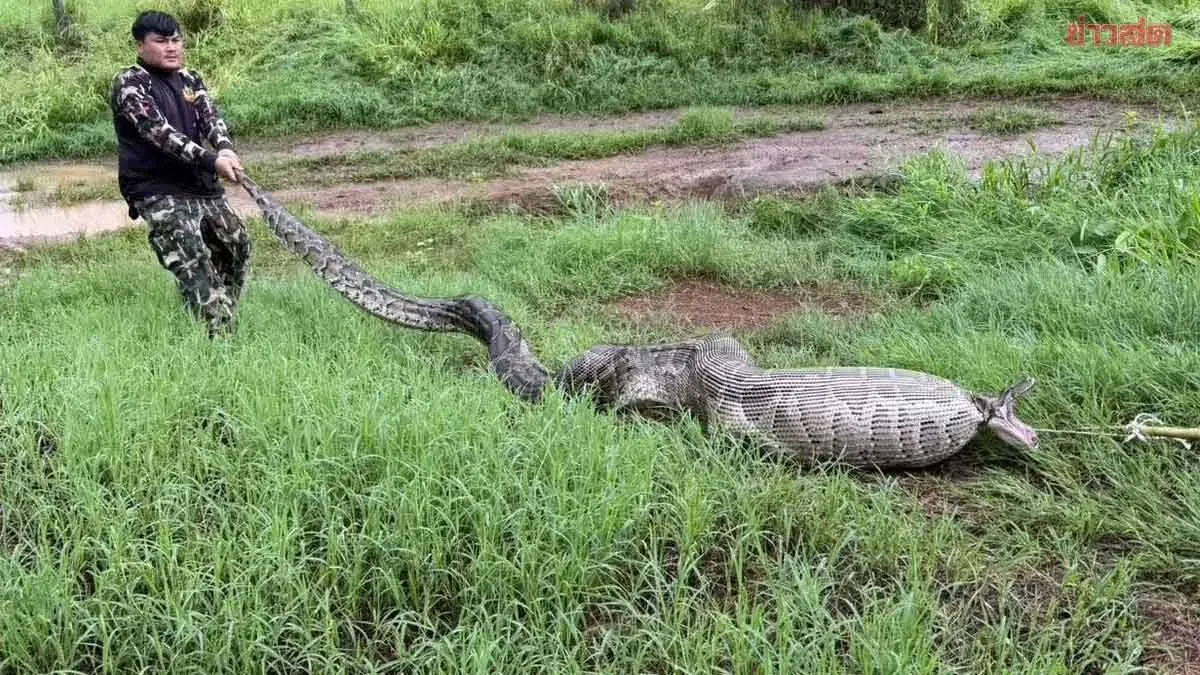 Giant Python Swallows Three Goats in Suphan Buri