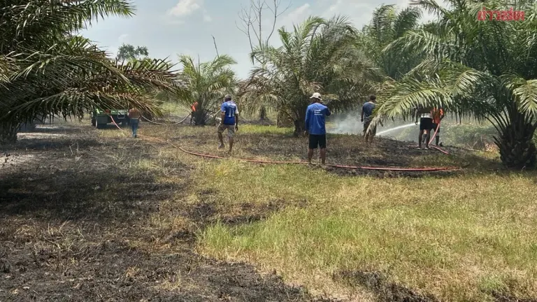 Palm Plantation Fire Spreads After Wasp Attack