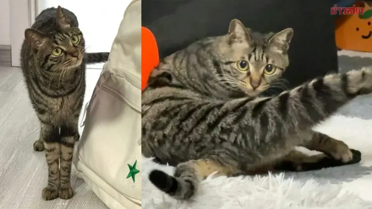 Adorably Long-Legged Cat Strikes Model-Like Pose—Owner Confirms No Photo Editing