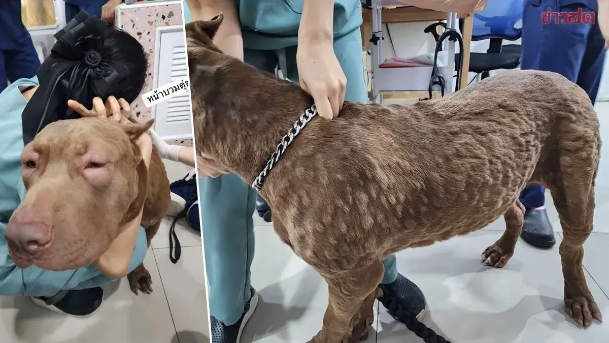 Dog's Allergic Reaction Traced to Swallowed Bluetooth Earbuds