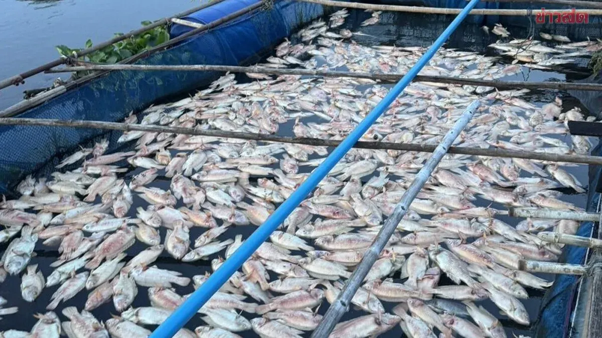 Prachinburi River Tests Show Low Heavy Metals After Fish Deaths