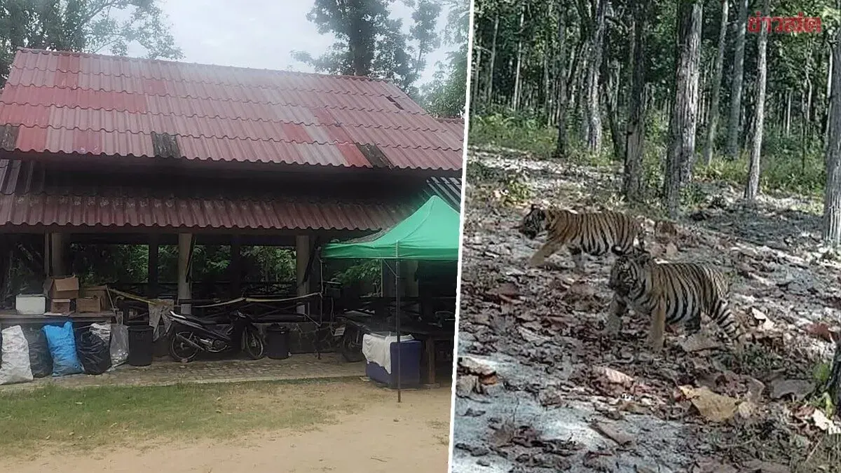 Young Tiger Kills Wildlife Officer at Huai Kha Kaeng