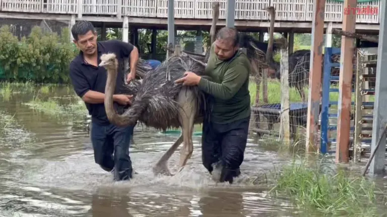 Officials Evacuate 11 Ostriches as Floods Swamp Farm Again