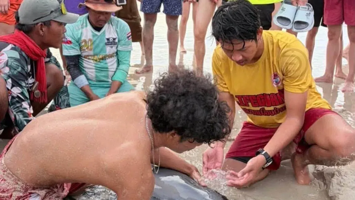 Rare Spinner Dolphin Rescued From Patong Beach