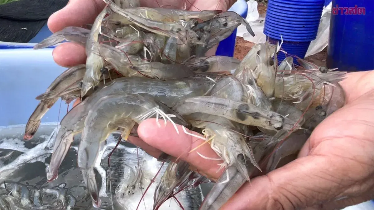 Major Shrimp Farmer Gives Up, Sells Undersized Catch
