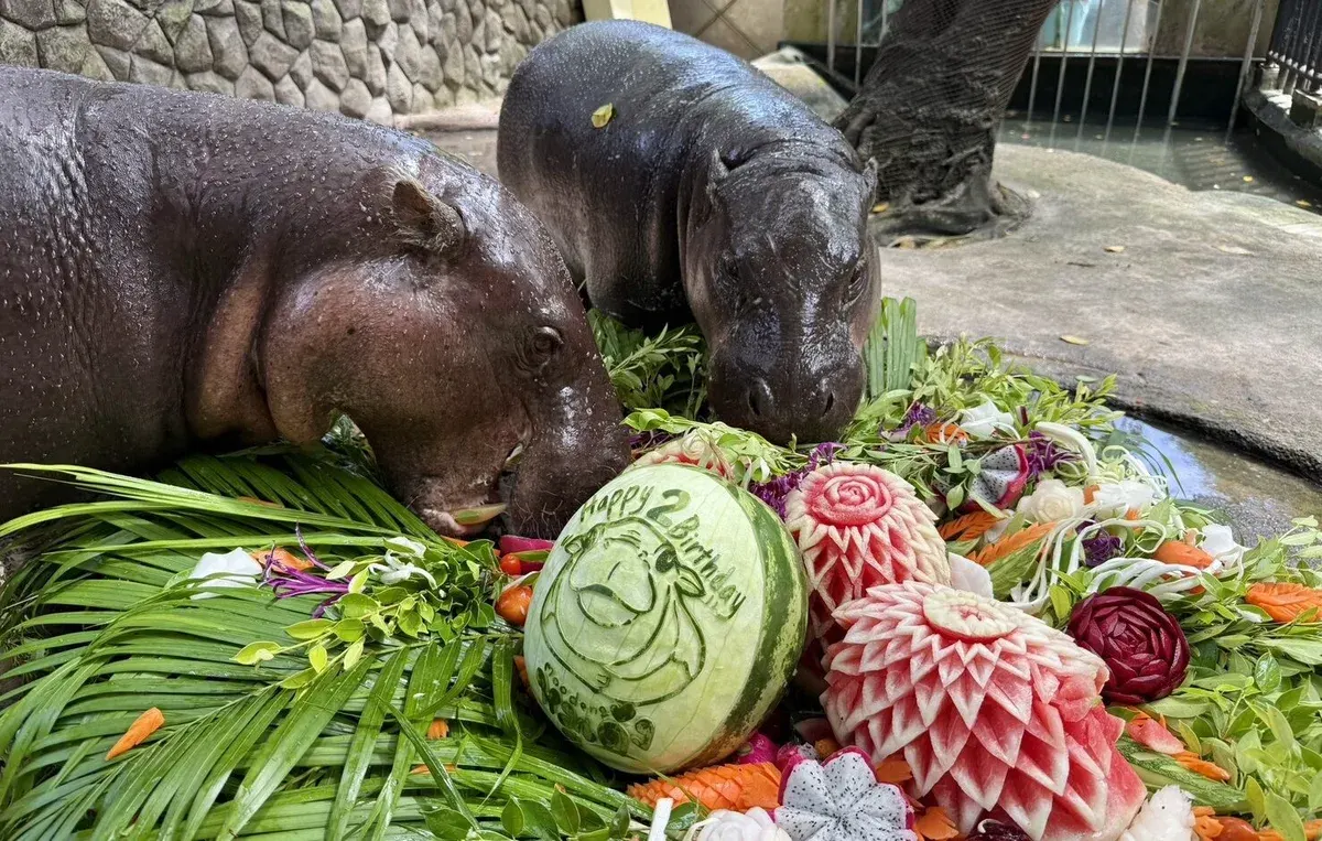 Khao Kheow Zoo Celebrates Hippo Star Moo Deng's Second Birthday