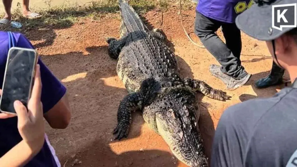 Giant Crocodile Dies After Capture in Flood-Hit Chachoengsao