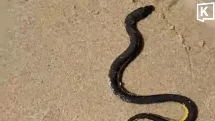 Sea Snake Safely Released Off Kamala Beach