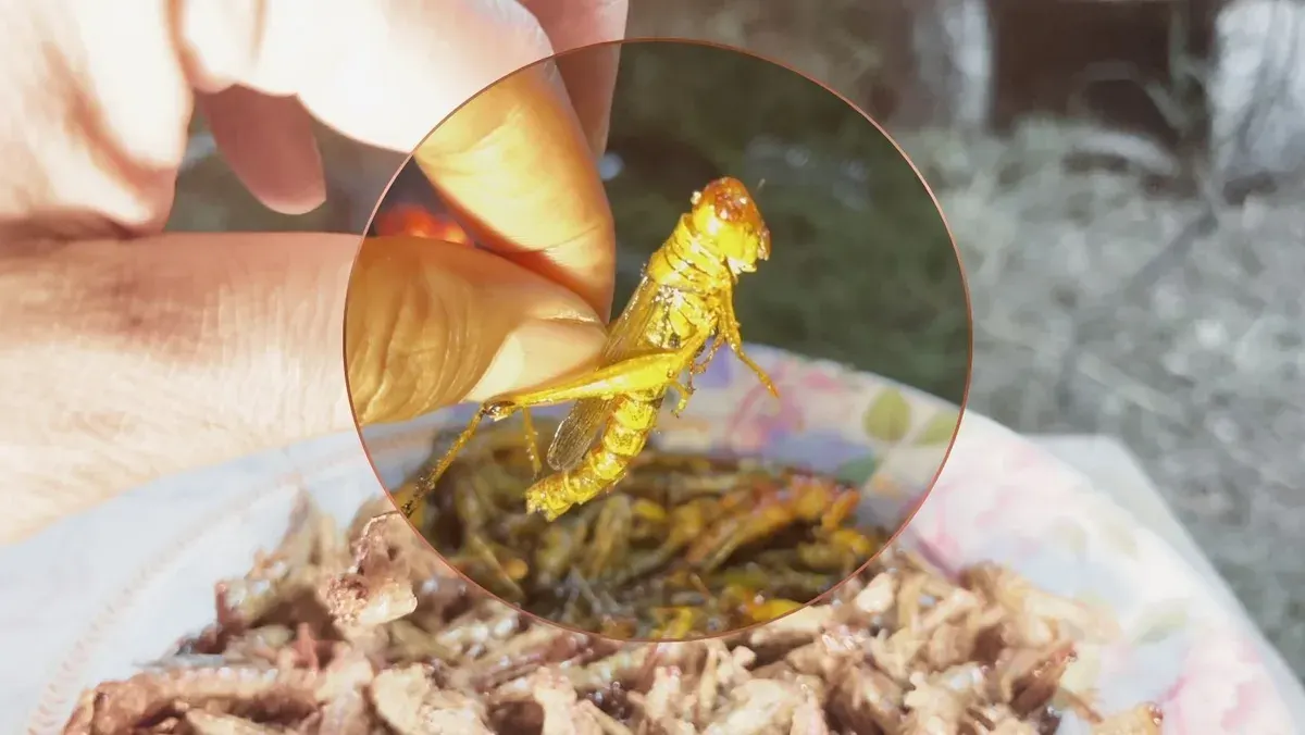 Khon Kaen Villagers Hunt Grasshoppers After Dark