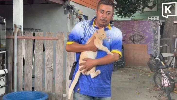 Rescuers Revive Cat Hit by Pickup Truck With CPR