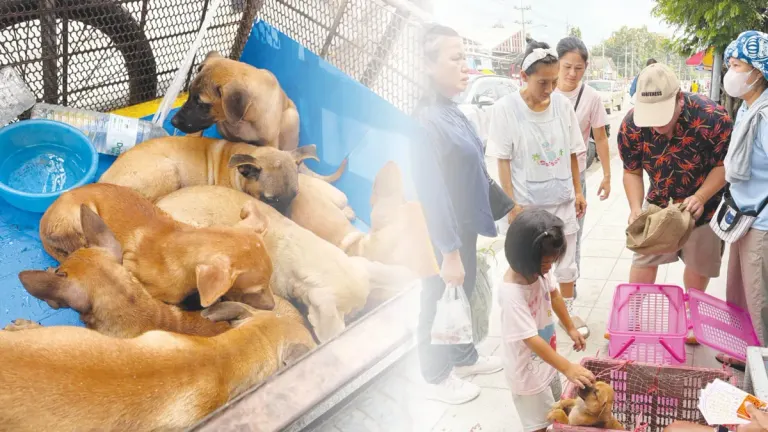 Chiang Mai Market Gives Away Free Puppies and Kittens