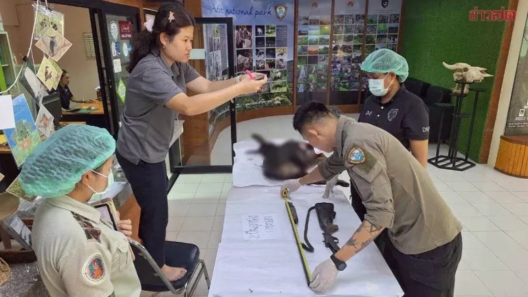 Wildlife Officials Pursue Poachers After Gibbon Killing