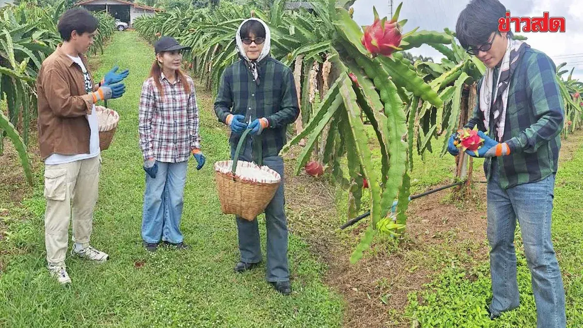 Pak Chong Dragon Fruit Farm Generates Steady Yearly Income