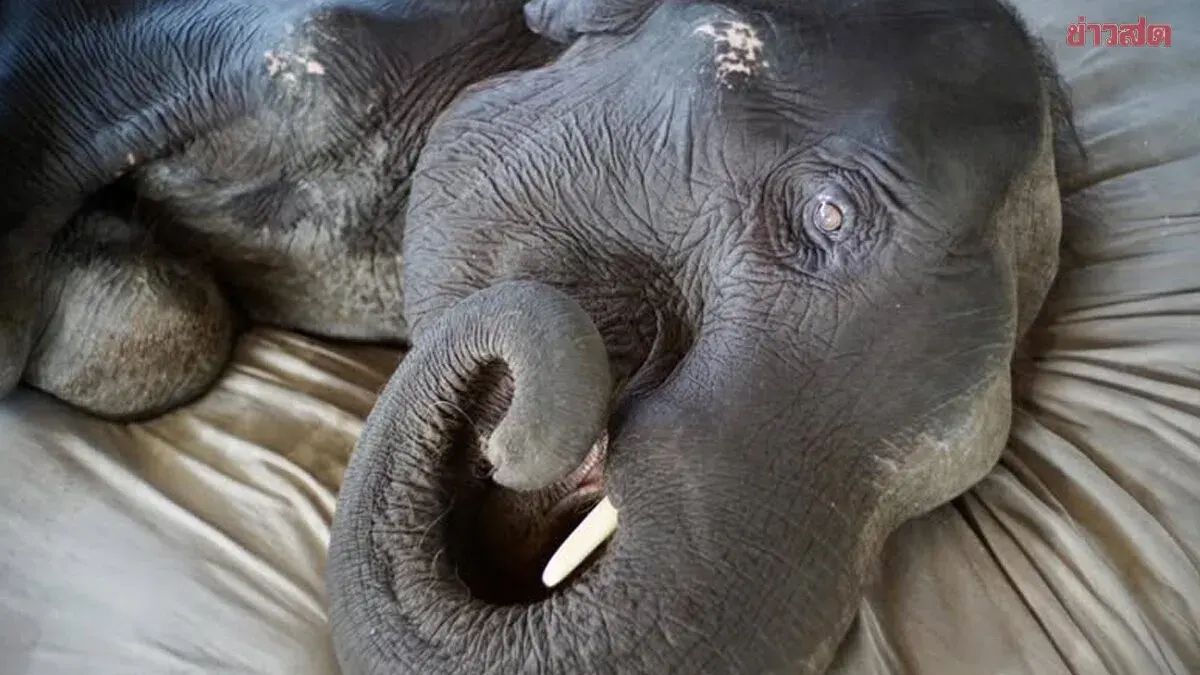 Beloved Rescue Elephant Pang Bua Suan Dies After 8 Years Bedridden