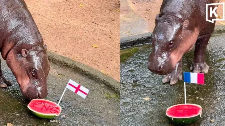 Moo Deng Predicts France and England for World Cup Final