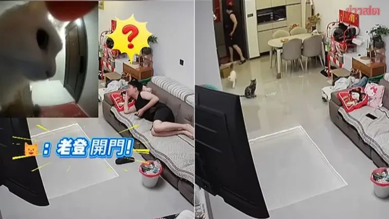 From Terrifying to Hilarious! Man Startled by Frantic Doorbell Ringing Opens Door to Find 'Killer Stare'—Turns Out He'd Left His Cat Outside