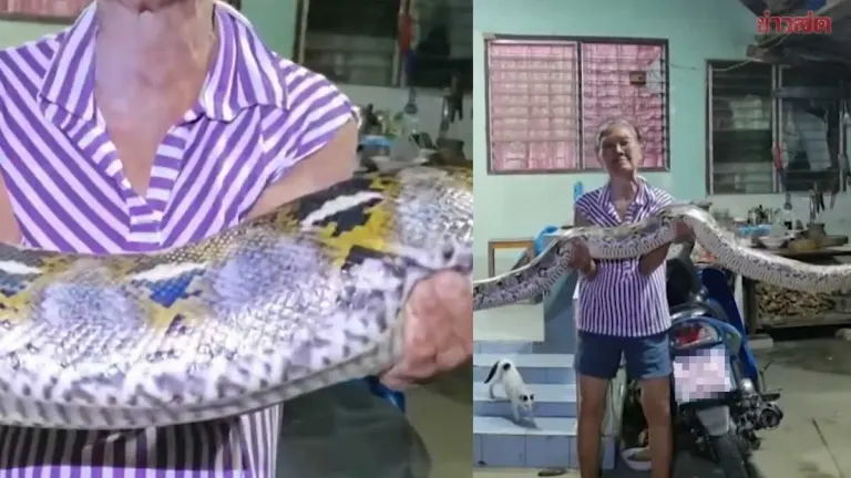 Giant Python Captured After Devouring Homeowner's Cats