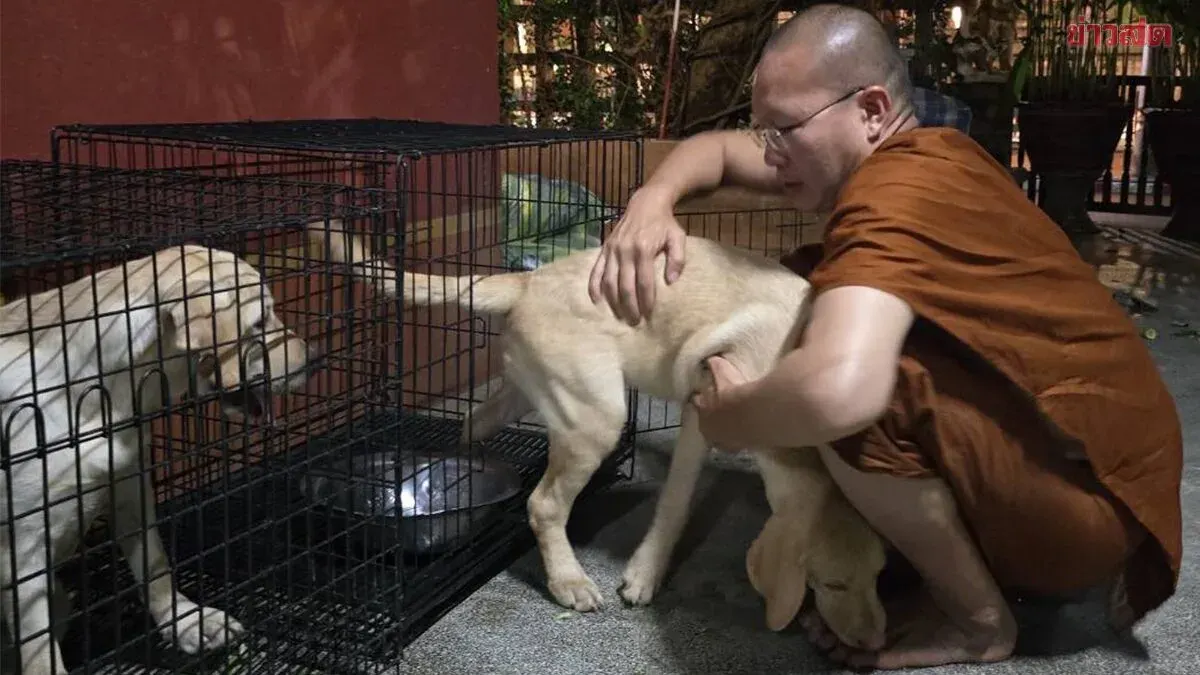 Monk Rescues Two Abandoned Labrador Puppies in Chiang Mai