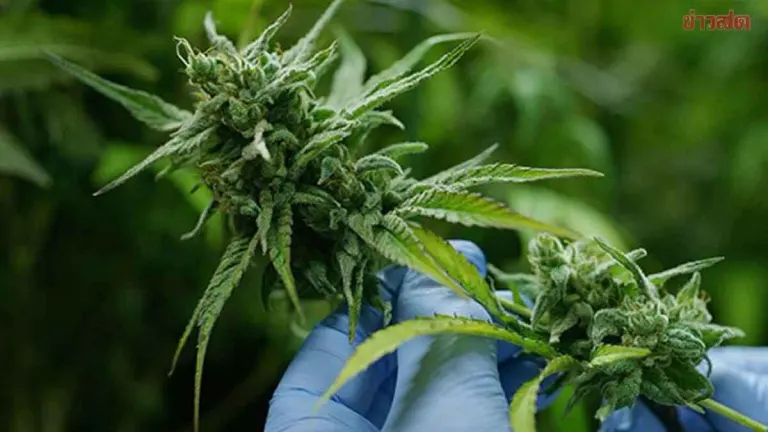Dr. Tewanchai Urges Cannabis Bill to Cabinet Before July, Reiterates Absolute Ban on Recreational Use