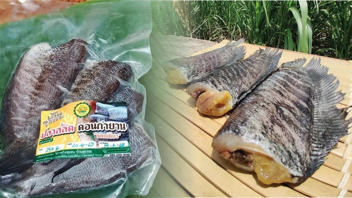 Diverse Local Techniques – Don Kamyan Snakehead Fish, A Prized GI Product and Culinary Treasure of Suphan Buri