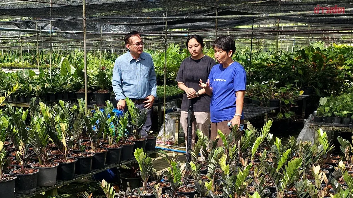 Variegated Syngonium Podophyllum Plants Find International Success with Exports to Japan, China, Europe, and Middle East