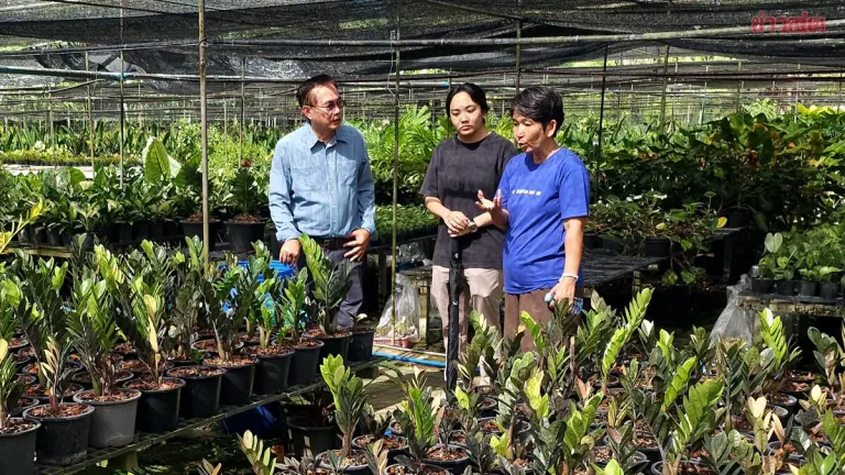 Variegated Syngonium Podophyllum Plants Find International Success with Exports to Japan, China, Europe, and Middle East