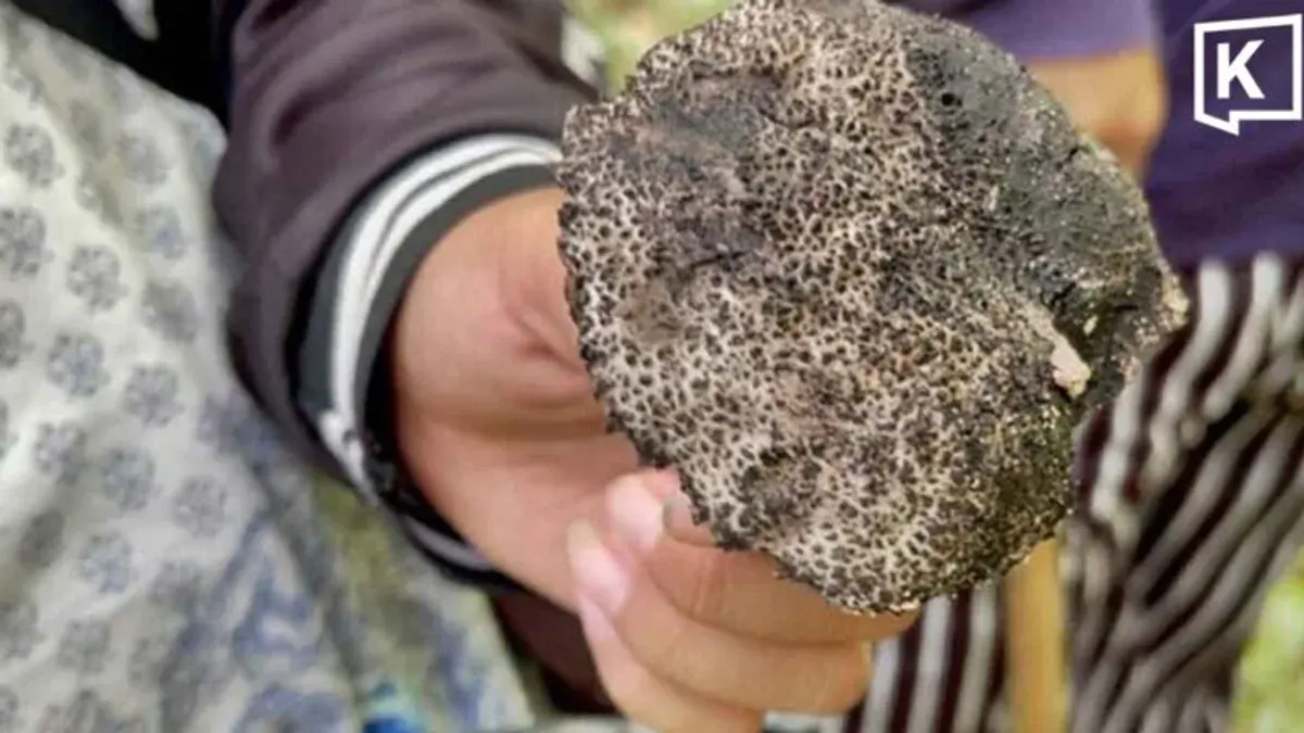 Health Officials Warn of Poisonous Wild Mushrooms
