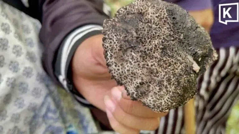 Health Officials Warn of Poisonous Wild Mushrooms