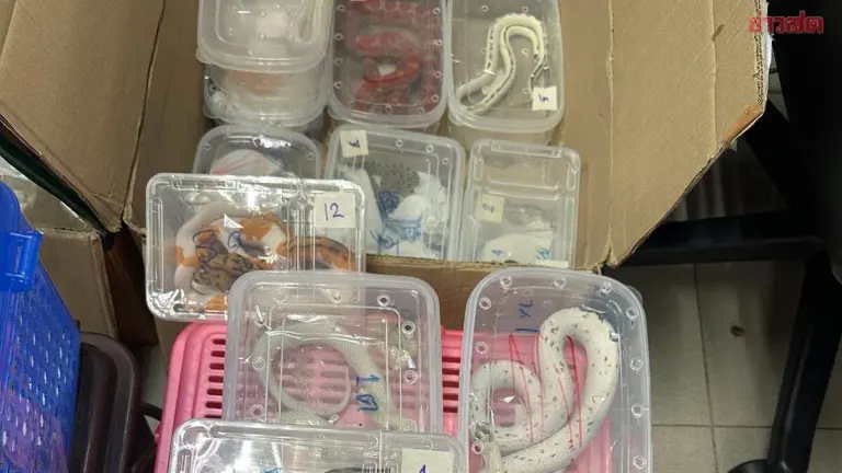 Wildlife Smuggling Bust at Suvarnabhumi: 120 Reptiles Seized