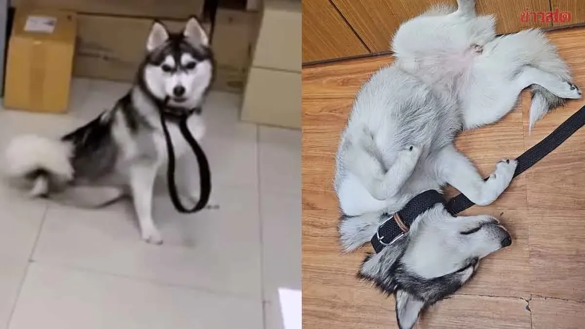 Lost Siberian Husky Charms Pattaya Police Station