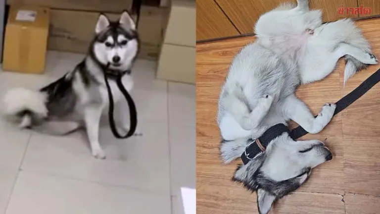 Lost Siberian Husky Charms Pattaya Police Station
