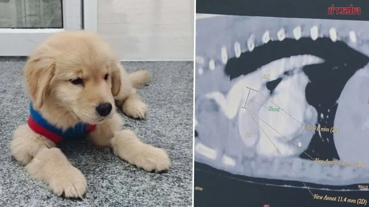 Top Veterinary Team at Thonglor Animal Hospital Performs Heart Surgery to Save Life of 2-Month-Old Golden Retriever Puppy