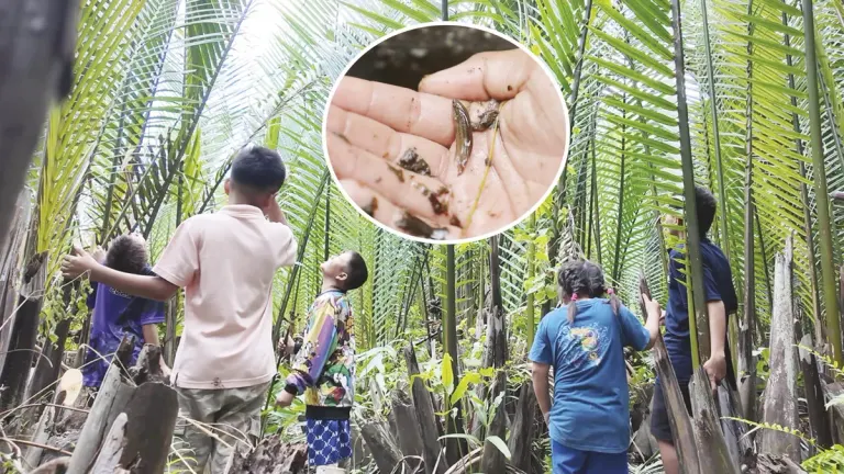 Fresh Voices from Youth – Hope in the Mangrove Forest Through the Story of Mahachai Betta Fish