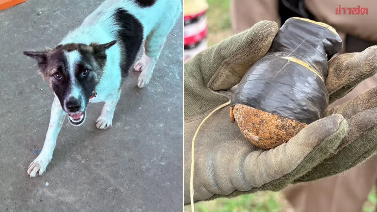 Dog Nearly Triggers Grenade Found in Backyard