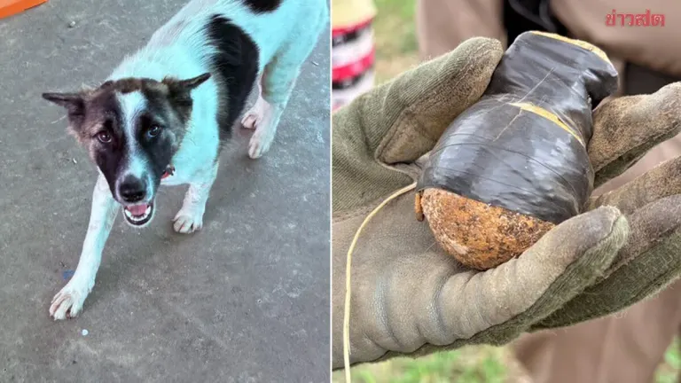 Dog Nearly Triggers Grenade Found in Backyard