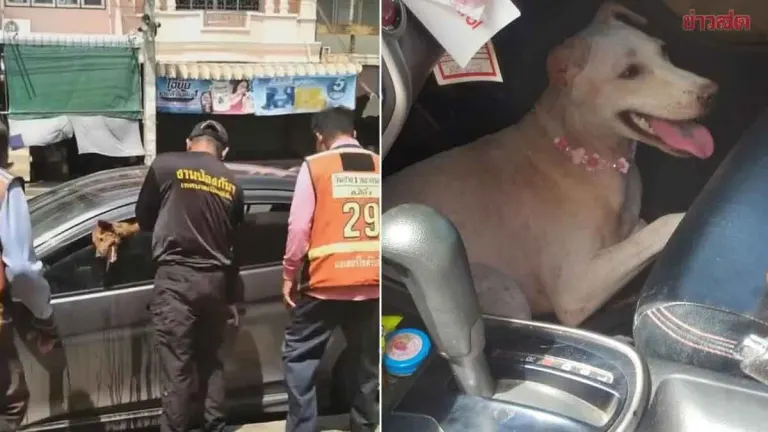 Dramatic rescue: Two dogs trapped in scorching car, tongues hanging out, owner delayed on errands