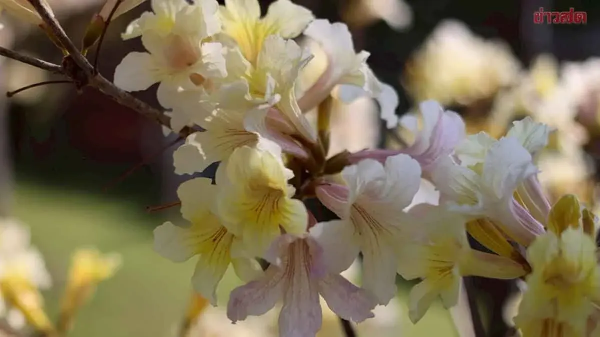 Thailand Names New Trumpet Vine Species in Queen's Honor