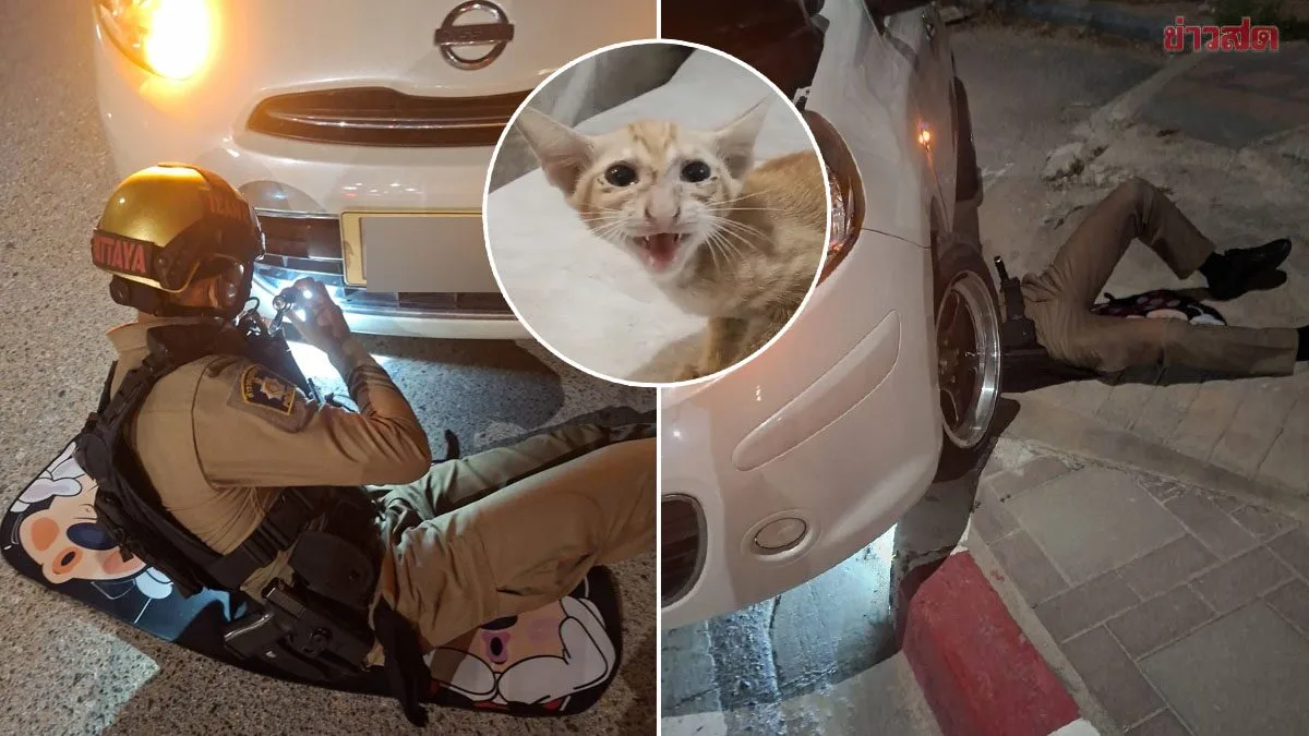 Pattaya Traffic Police Officer Crawls Under Car to Rescue Trapped Kitten; Lottery Enthusiasts Check License Plate for Lucky Numbers