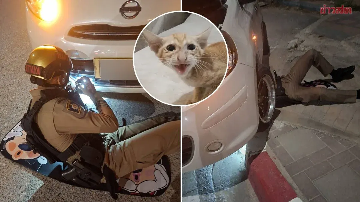 Pattaya Traffic Police Officer Crawls Under Car to Rescue Trapped Kitten; Lottery Enthusiasts Check License Plate for Lucky Numbers