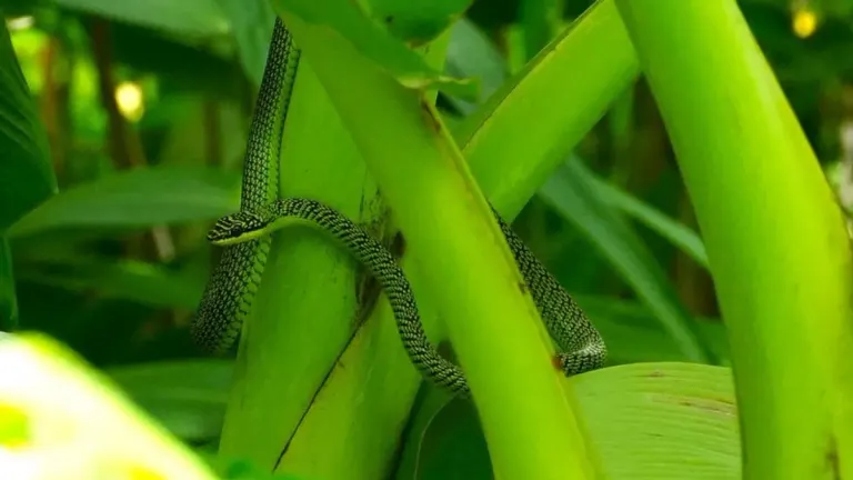 Phuket's Wildlife Offers More Than Beach Tourism
