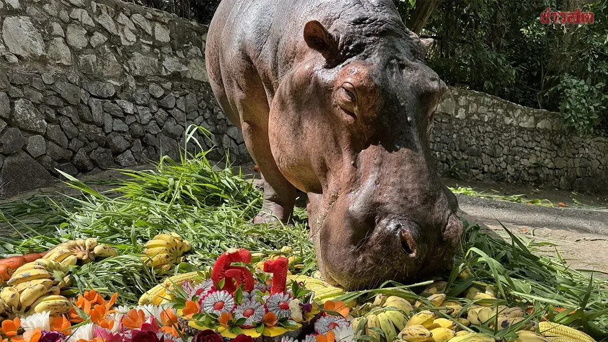 Thailand's Oldest Hippo Celebrates 61st Birthday