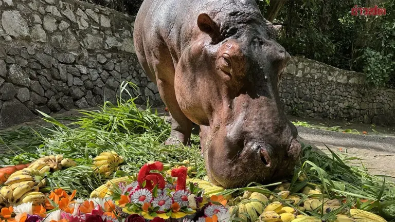 Thailand's Oldest Hippo Celebrates 61st Birthday