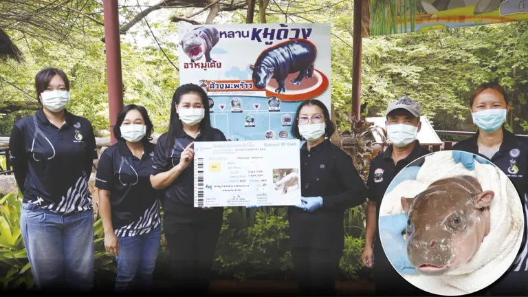Little Friends – Khon Kaen Zoo Invites Public to Name Newborn Pygmy Hippo, Granddaughter of Mu Deng