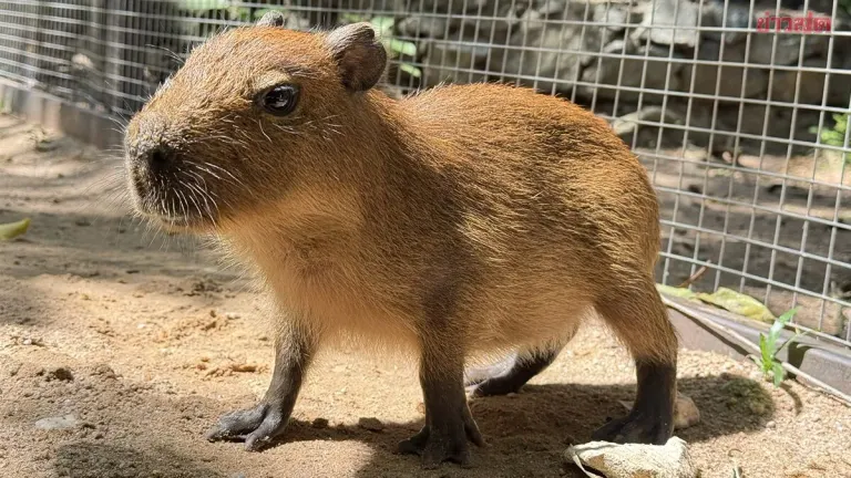 Khao Khiao Zoo Welcomes Baby Capybara Named Wan