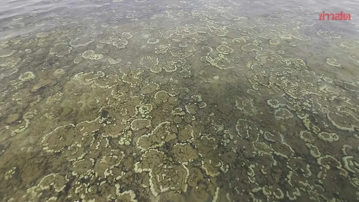 Libong Island Coral Bleaching Reaches 80% as Seawater Temperatures Soar; Fears of Crisis Similar to 2010