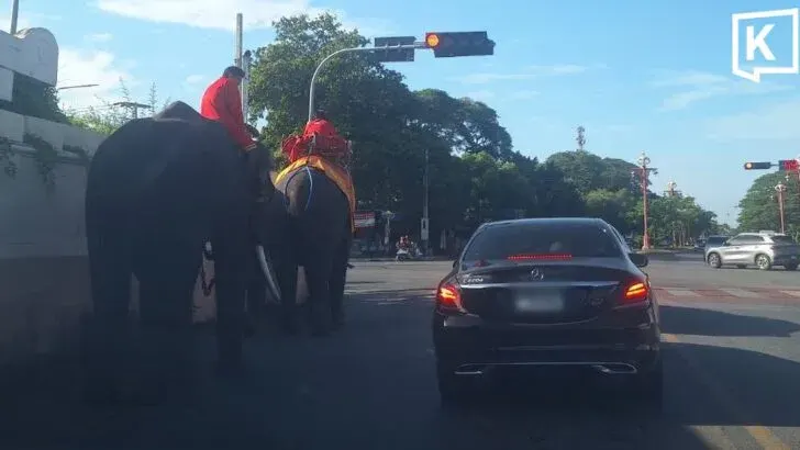 Ayutthaya Elephants Praised for Obeying Traffic Laws