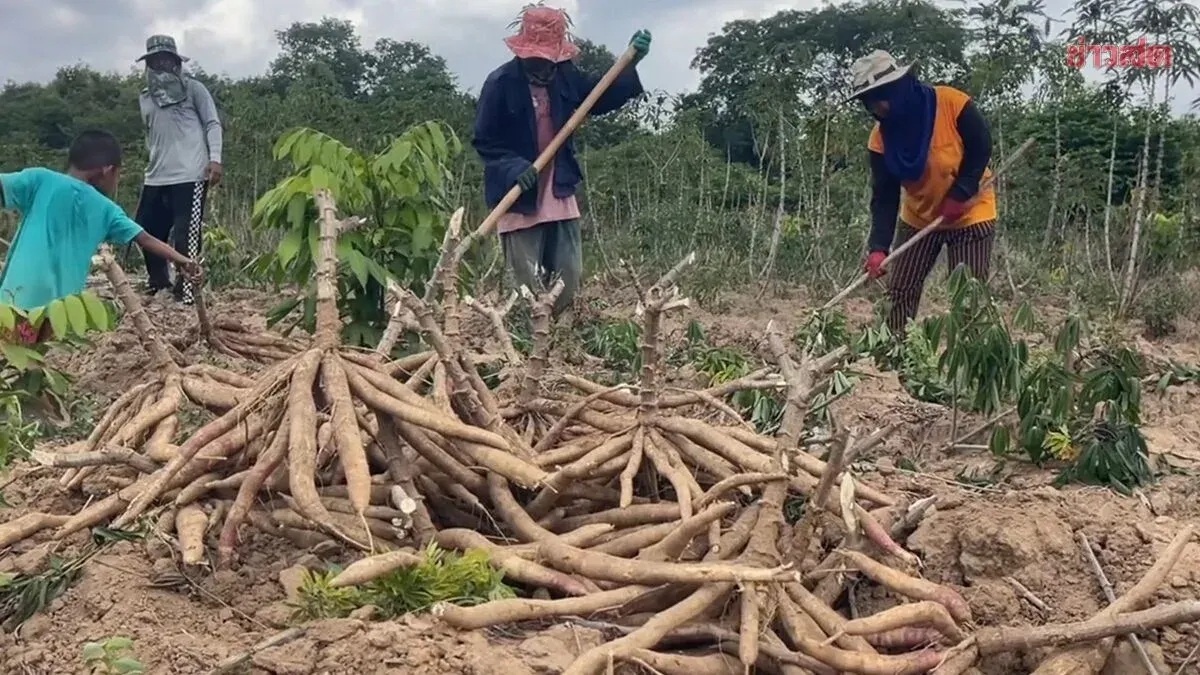 Panomdongruek residents celebrate rising cassava prices after border checkpoint closure blocks Cambodian imports